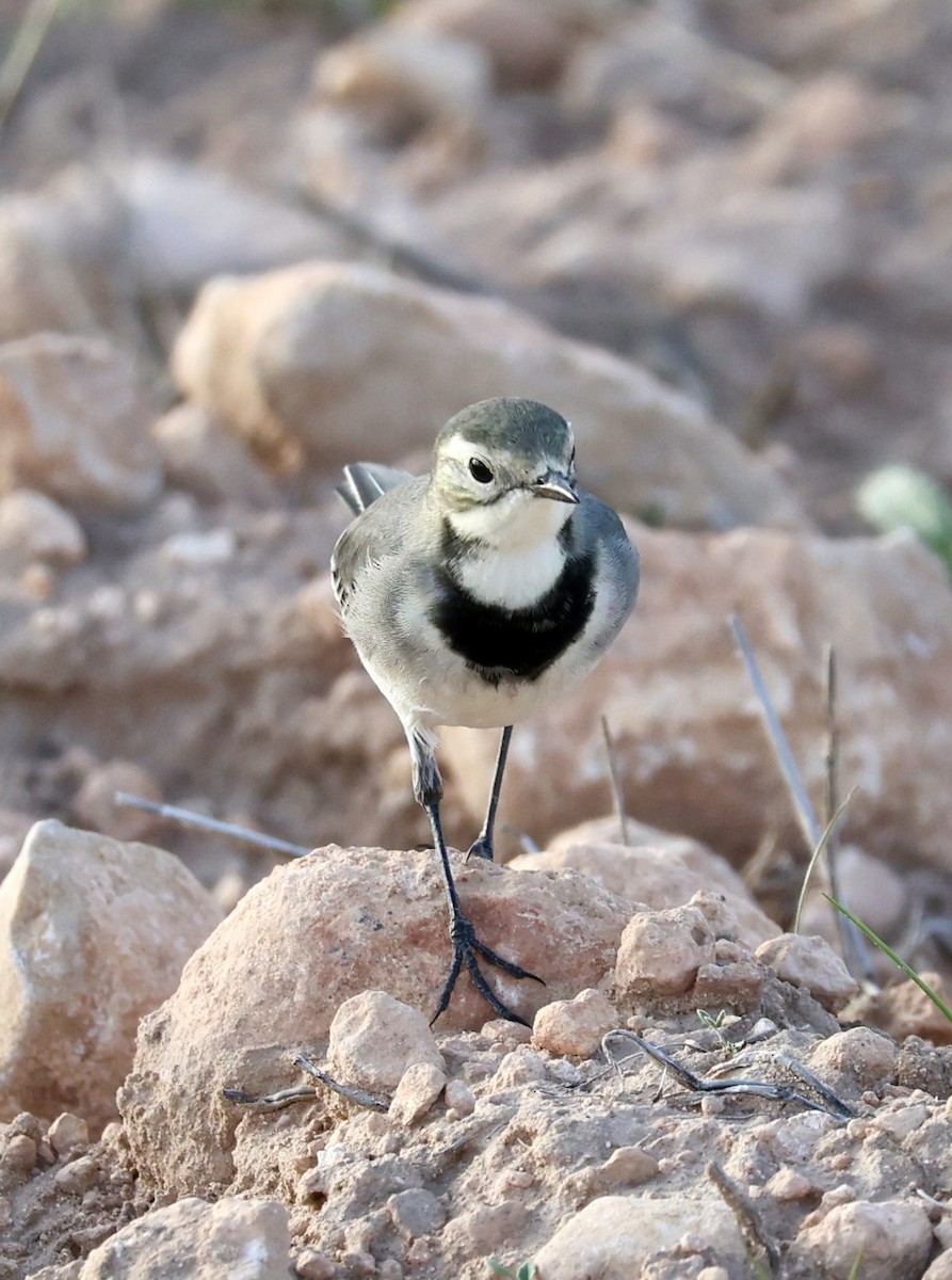 White Wagtail (White-faced) - ML644282896