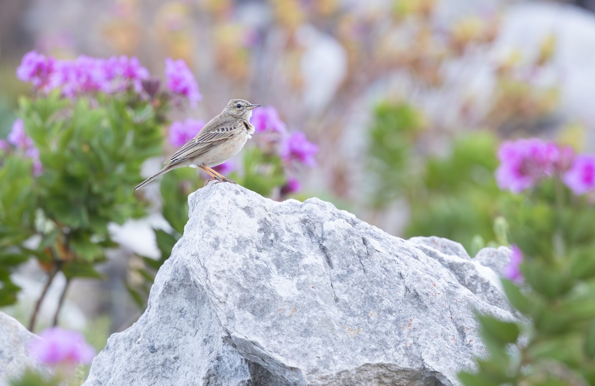 Nicholson's Pipit - ML644282906