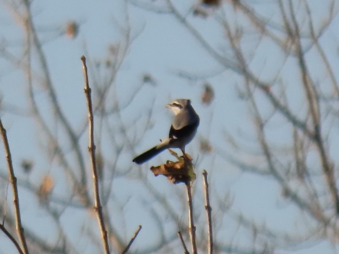 Alcaudón Boreal - ML644282907