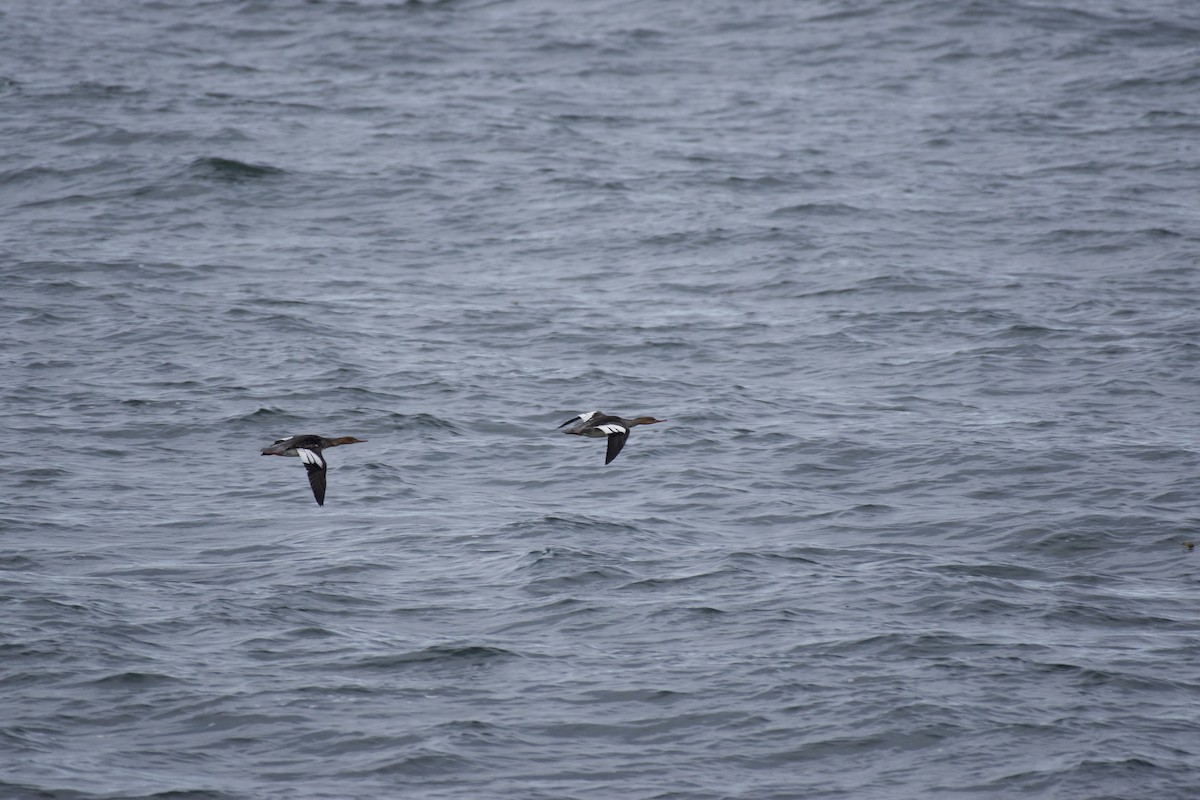 Red-breasted Merganser - ML644282911