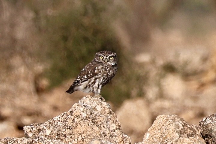 Little Owl - ML644282922