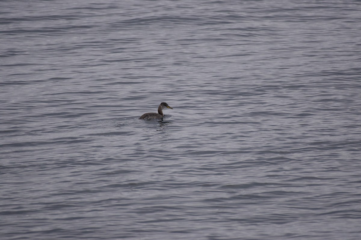 Red-necked Grebe - ML644282934