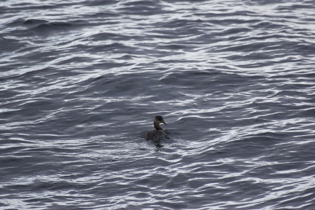 Red-necked Grebe - ML644282935