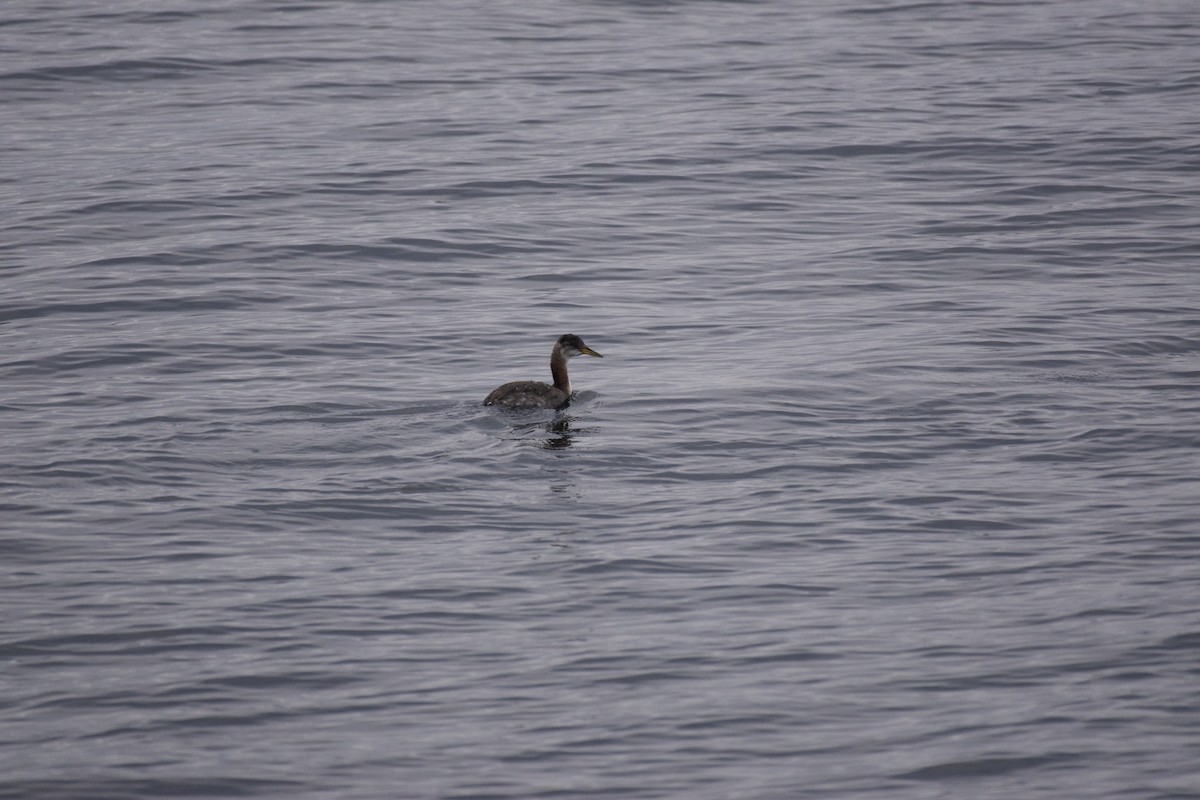 Red-necked Grebe - ML644282936