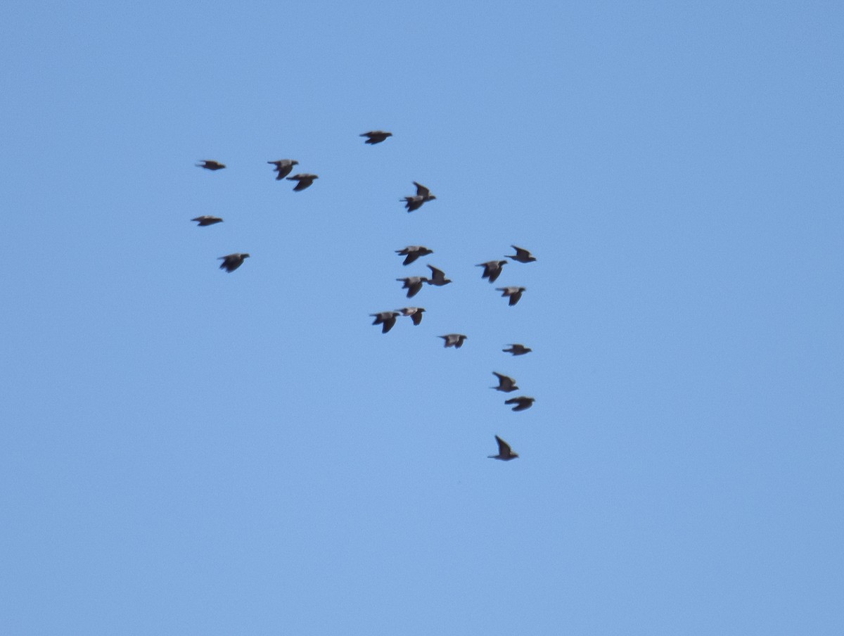 skogdue - ML644282937