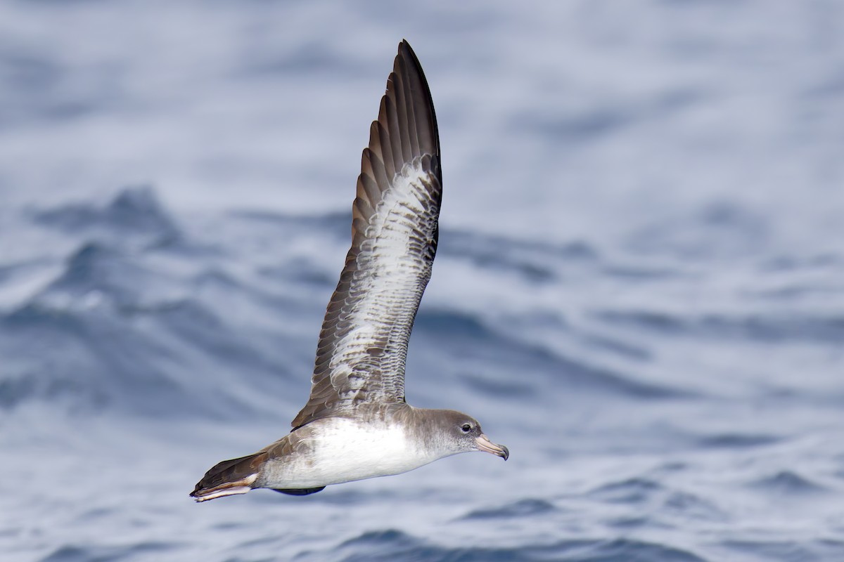 シロハラアカアシミズナギドリ - ML644282939