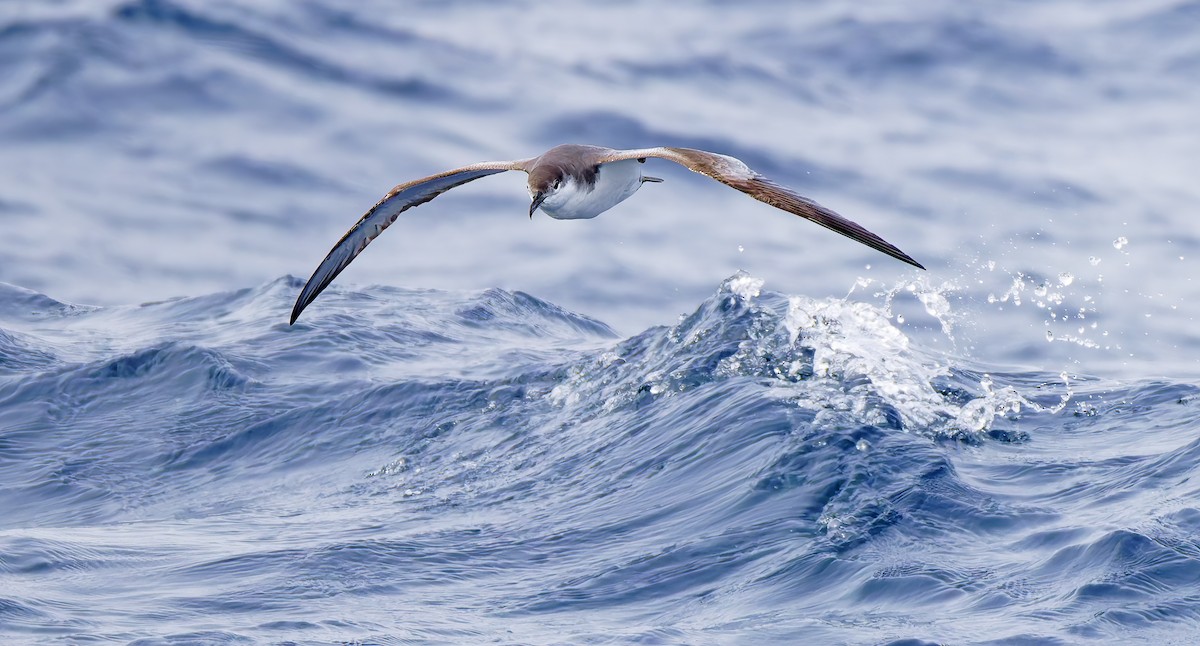 ミナミオナガミズナギドリ - ML644282944