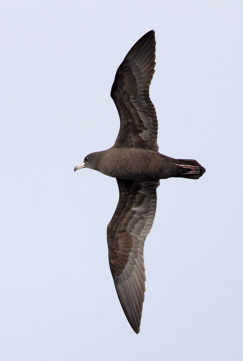 lysbeinlire - ML644282951