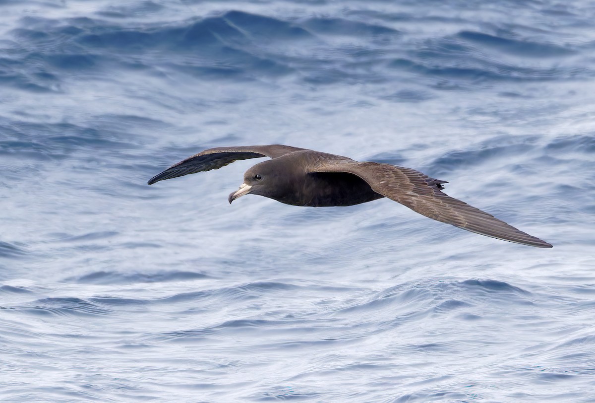 lysbeinlire - ML644282952