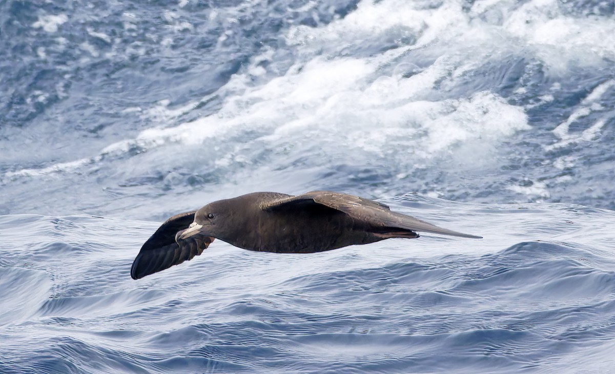 lysbeinlire - ML644282953