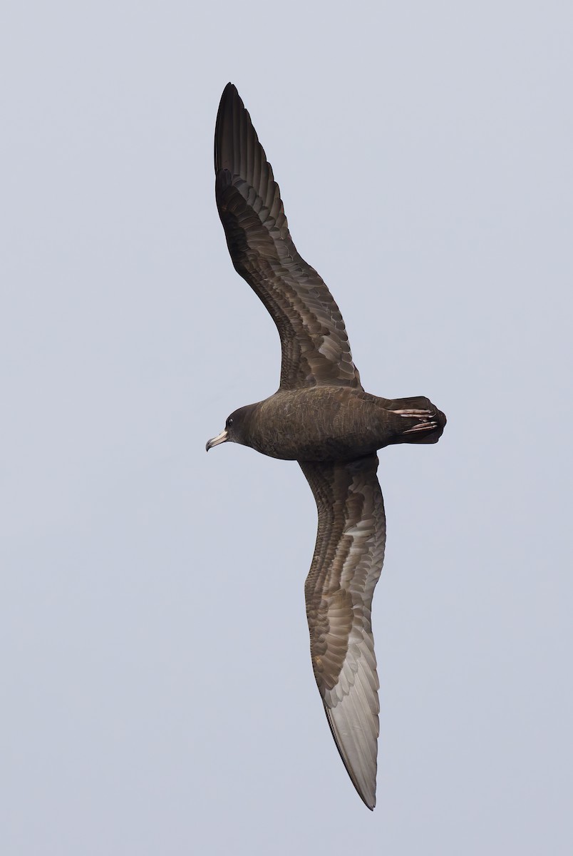 lysbeinlire - ML644282954