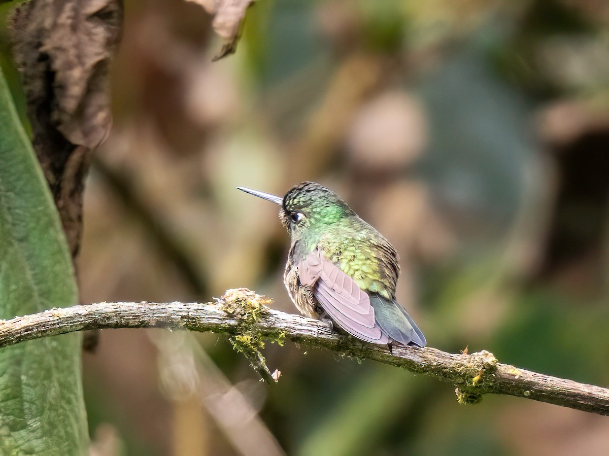 Amethyst-throated Sunangel - ML644282959