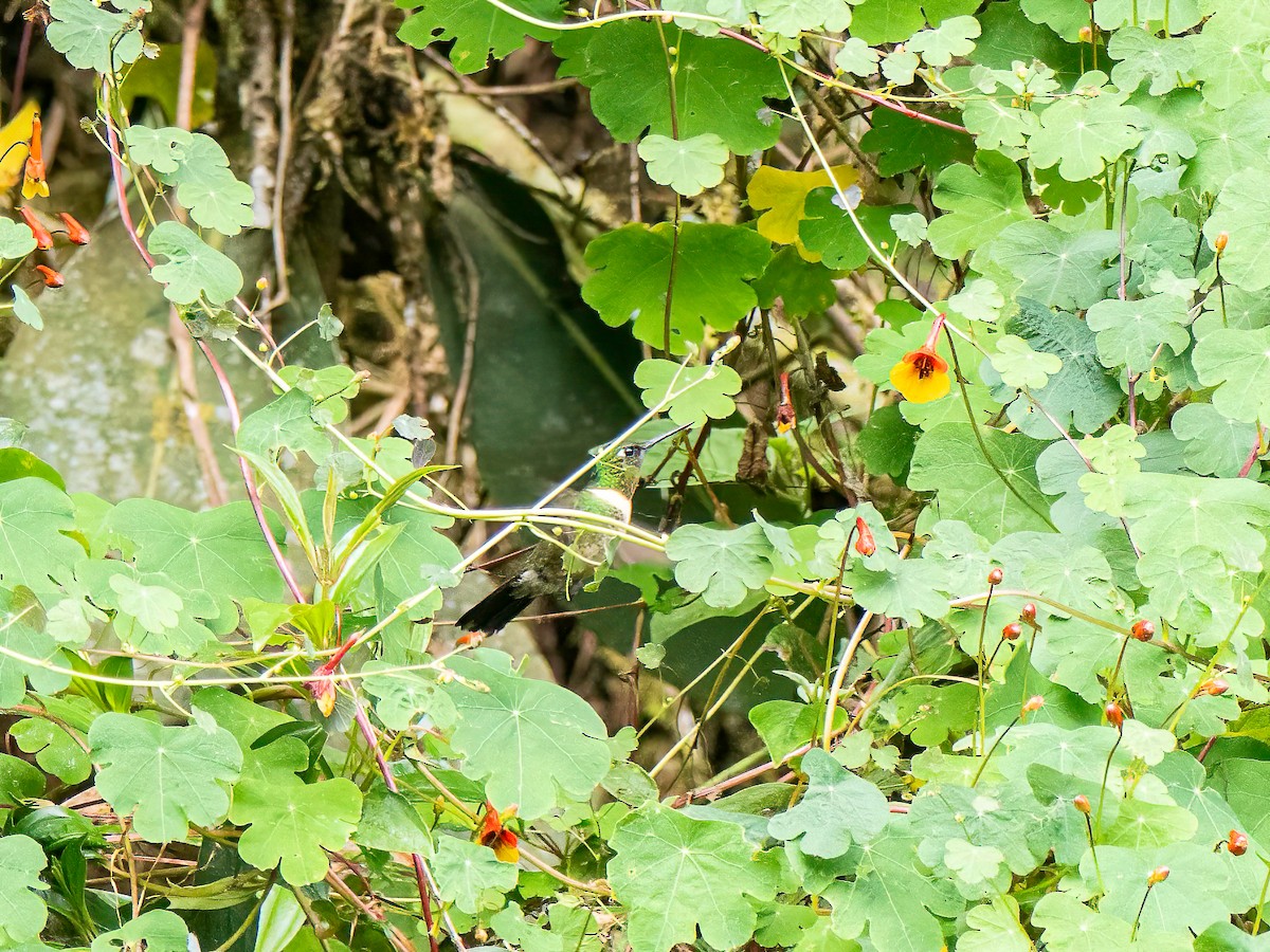 Amethyst-throated Sunangel - ML644282960