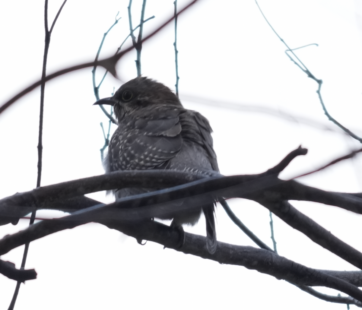 Pallid Cuckoo - ML644282973