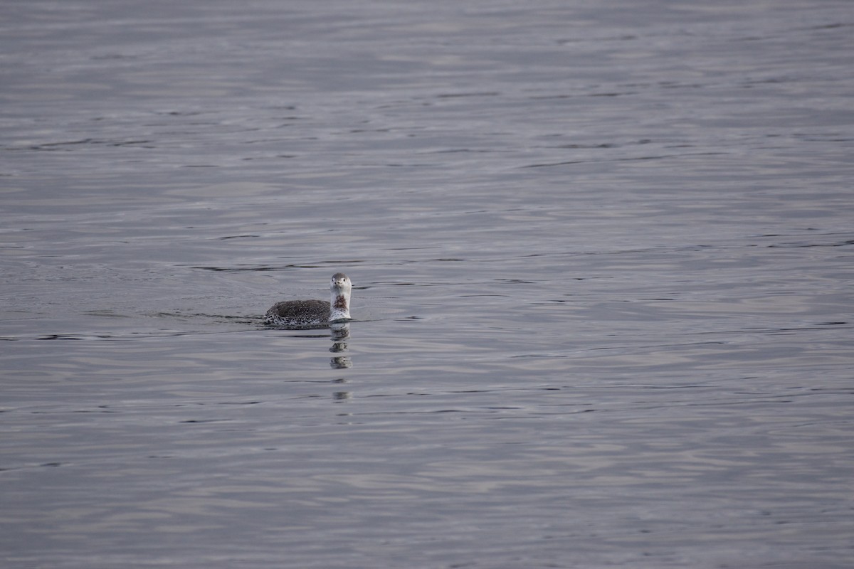 Red-throated Loon - ML644282976