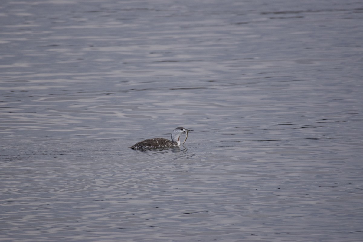 Red-throated Loon - ML644282977