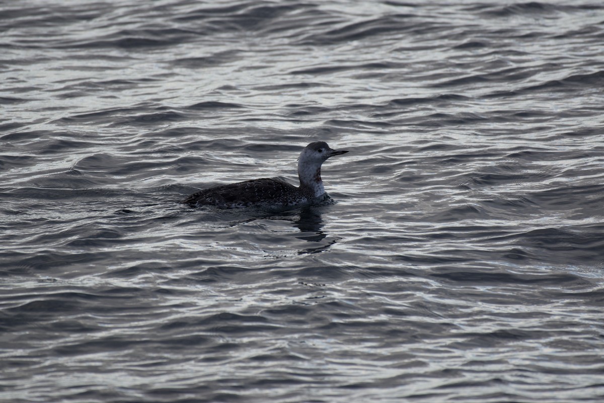 Red-throated Loon - ML644282978