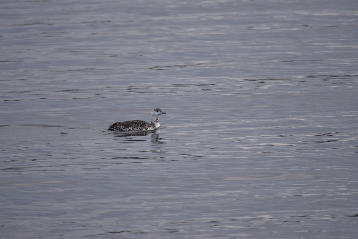 Red-throated Loon - ML644282979