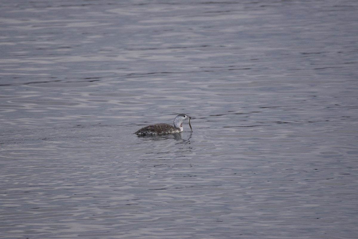 Red-throated Loon - ML644282981