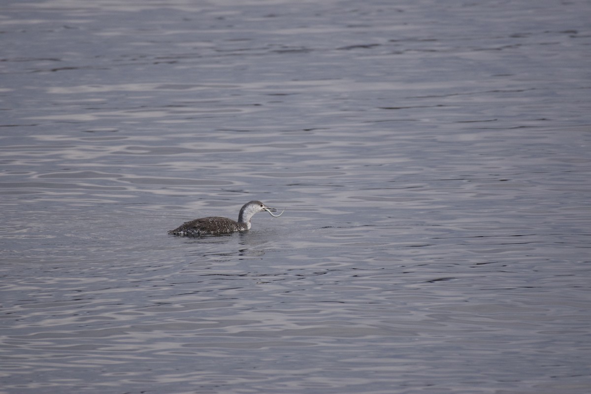 Red-throated Loon - ML644282982