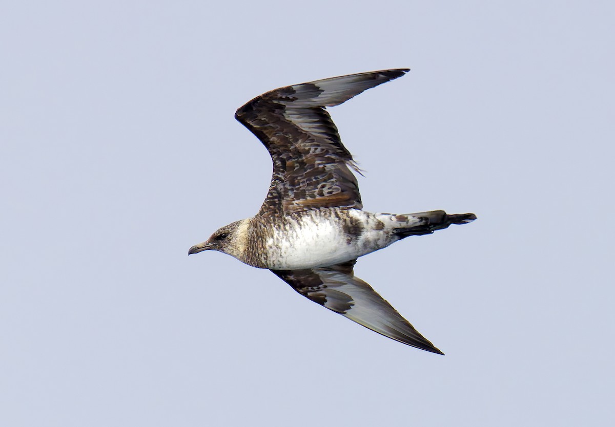 トウゾクカモメ - ML644282993