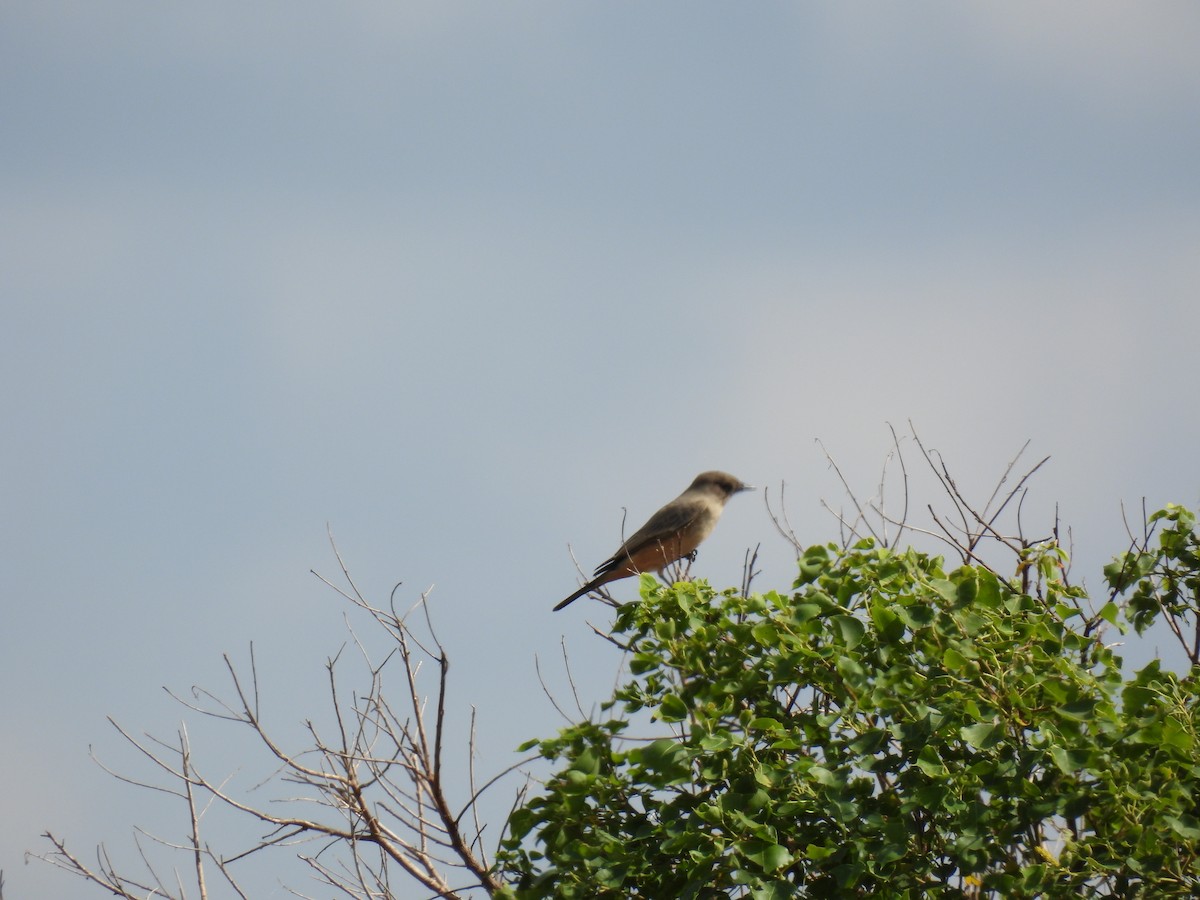 Say's Phoebe - ML644282999