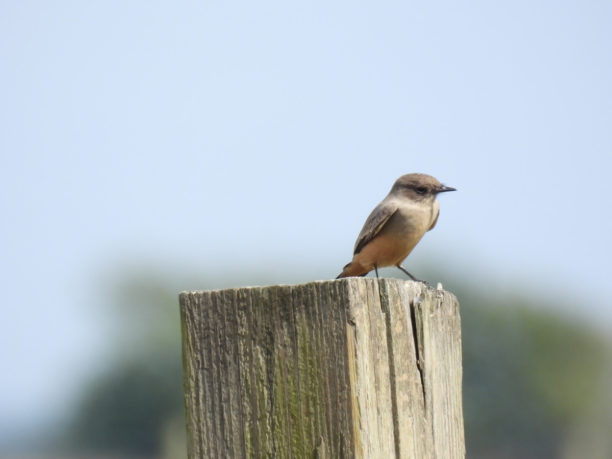 Say's Phoebe - ML644283001