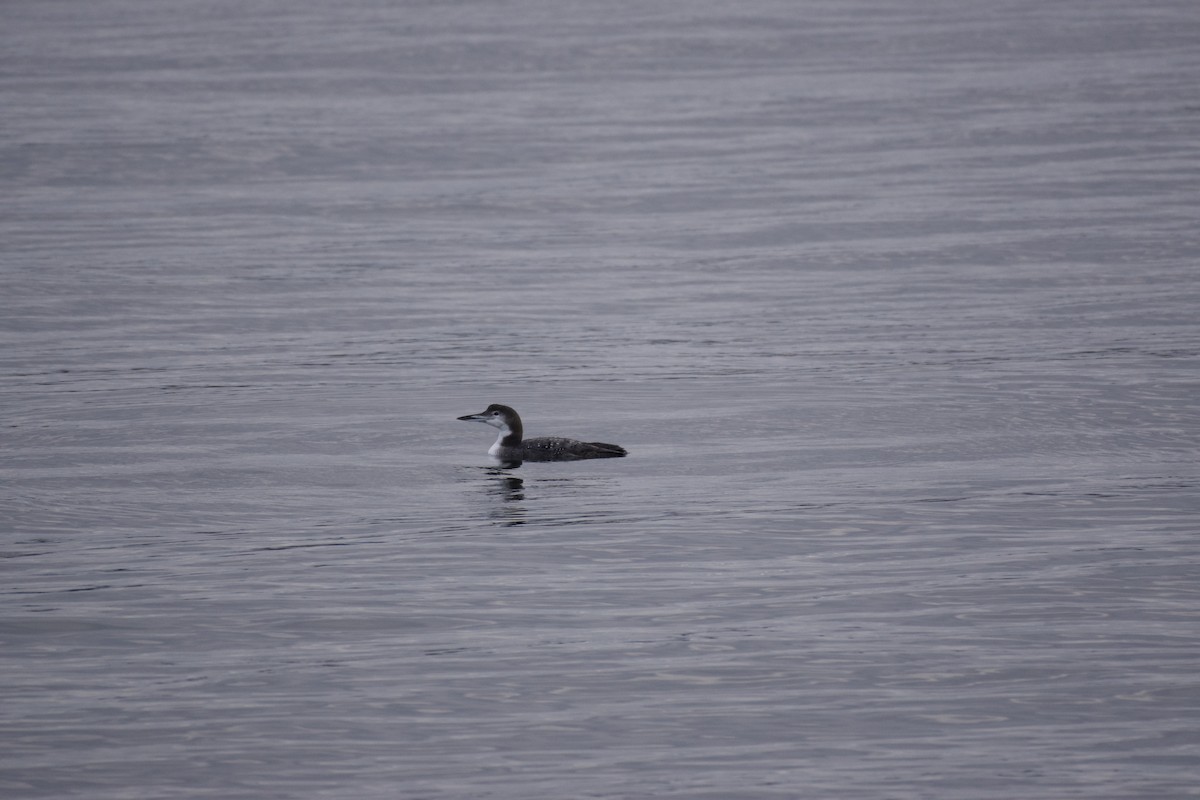 Common Loon - ML644283004