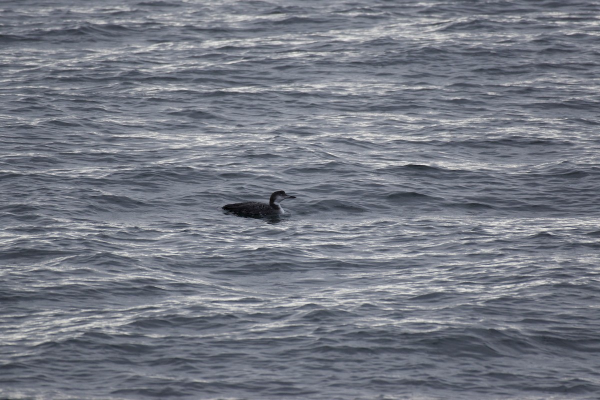 Common Loon - ML644283005