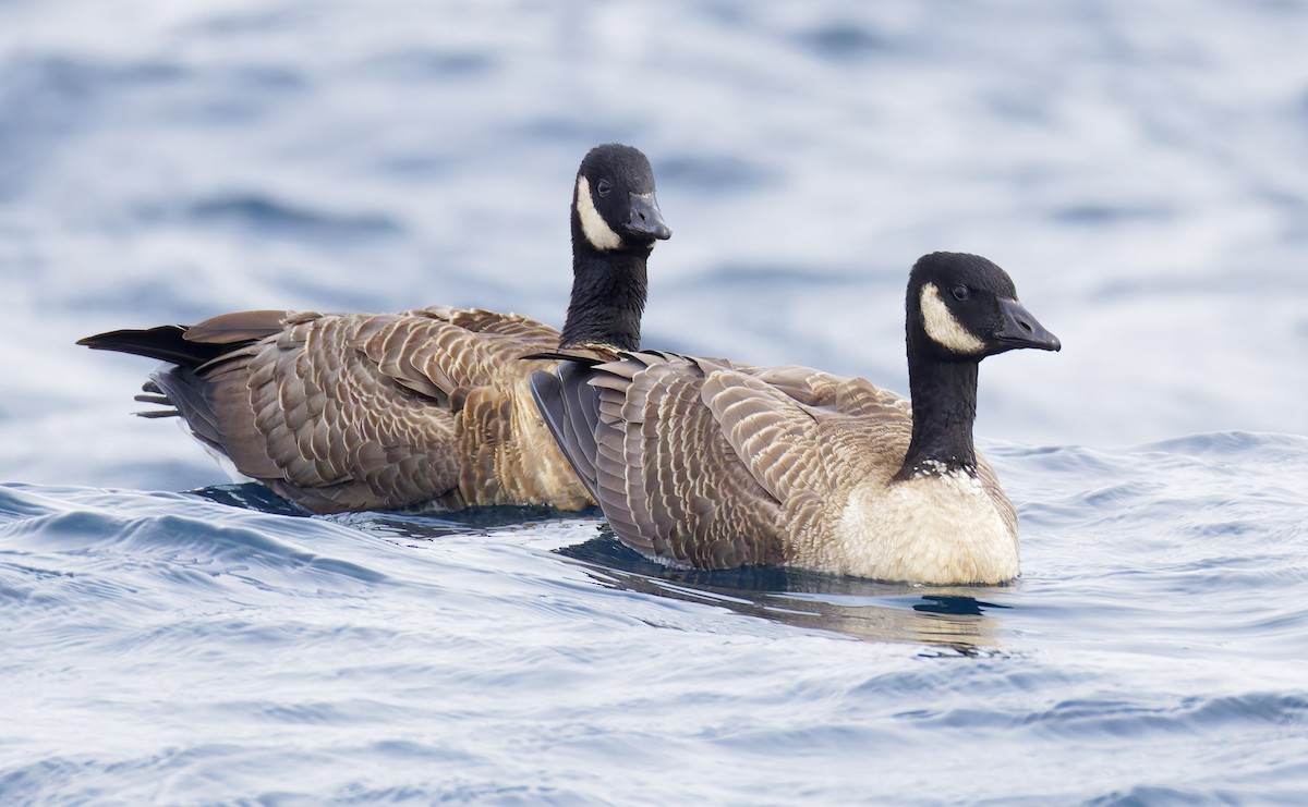 シジュウカラガン - ML644283010