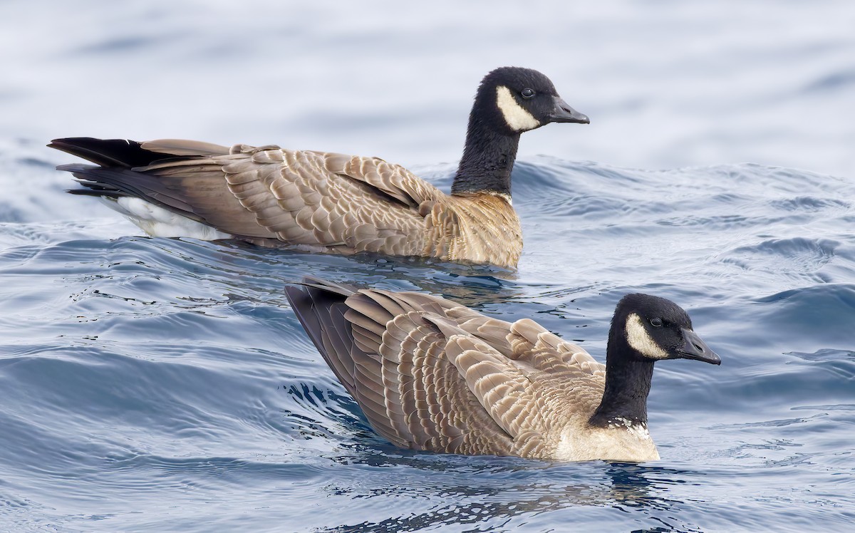 シジュウカラガン - ML644283011