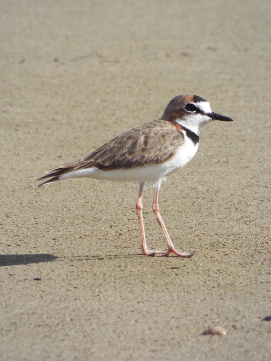 Collared Plover - ML644283015
