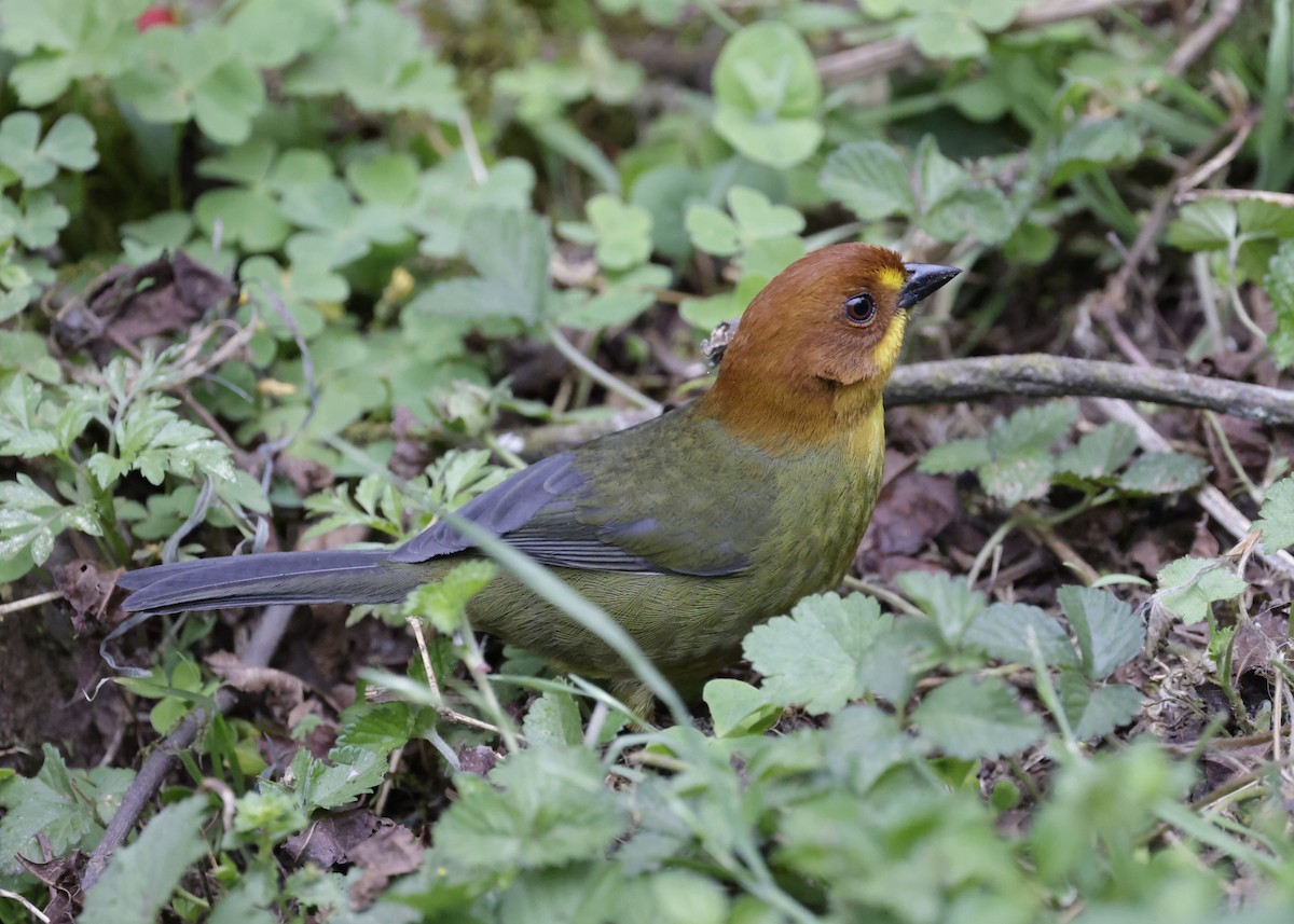 Fulvous-headed Brushfinch - ML644283033