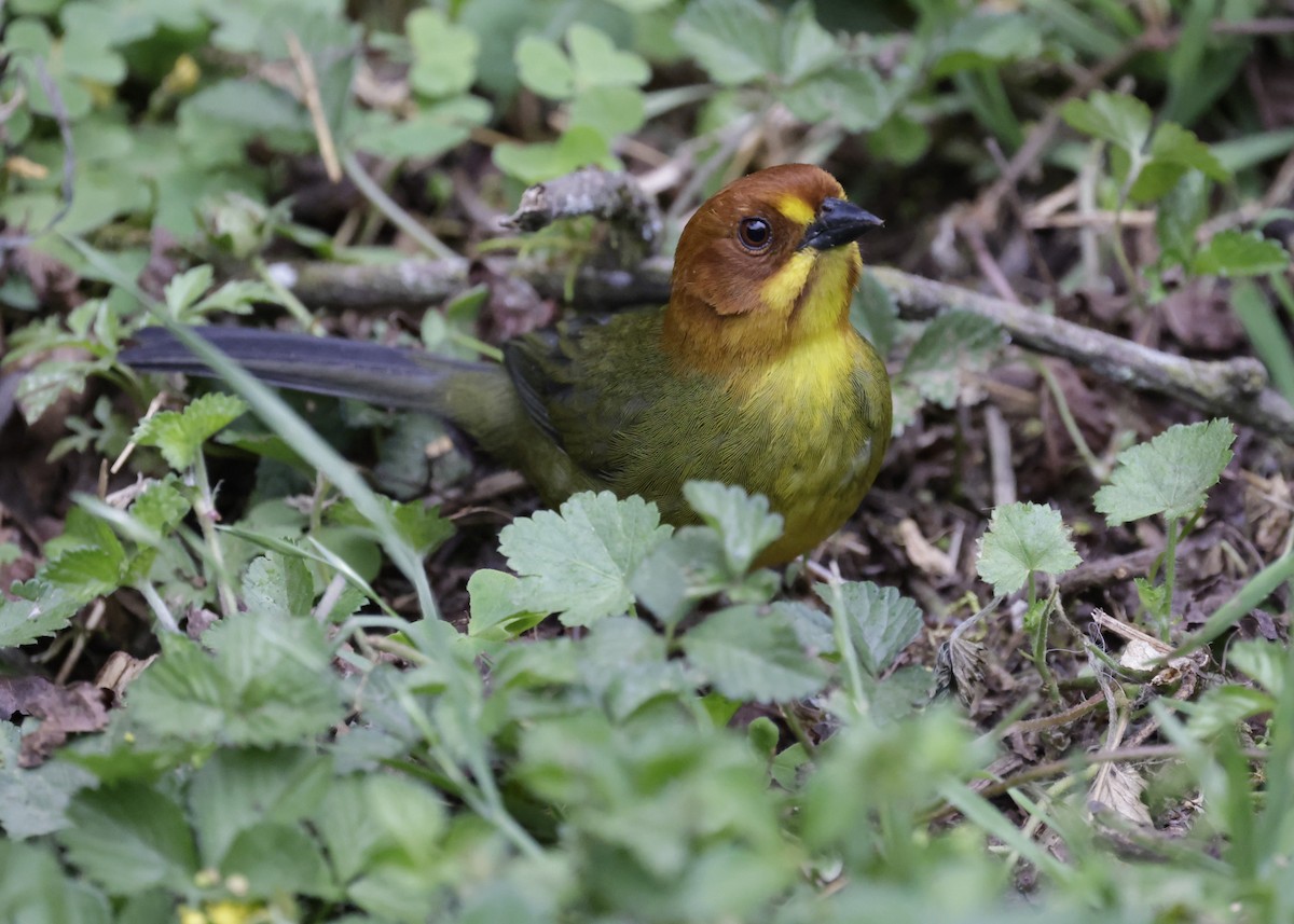 Fulvous-headed Brushfinch - ML644283034