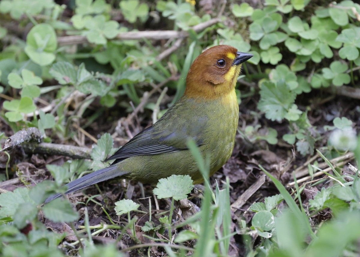 Fulvous-headed Brushfinch - ML644283035