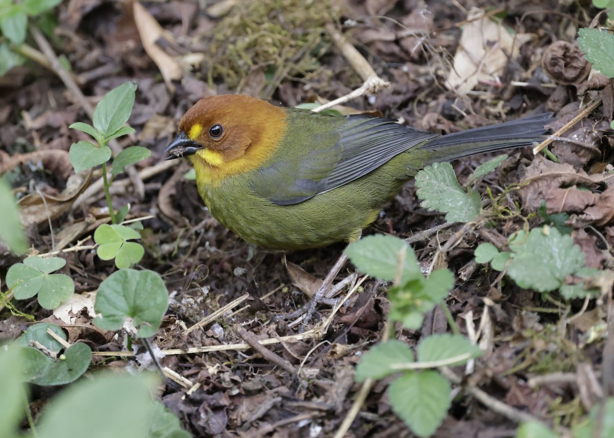 Fulvous-headed Brushfinch - ML644283036