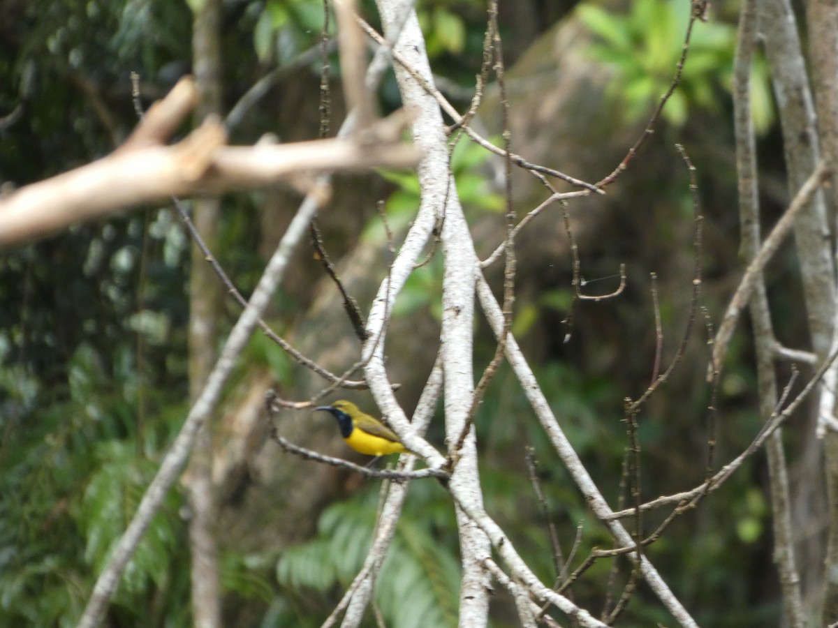 Sahul Sunbird - ML644283037