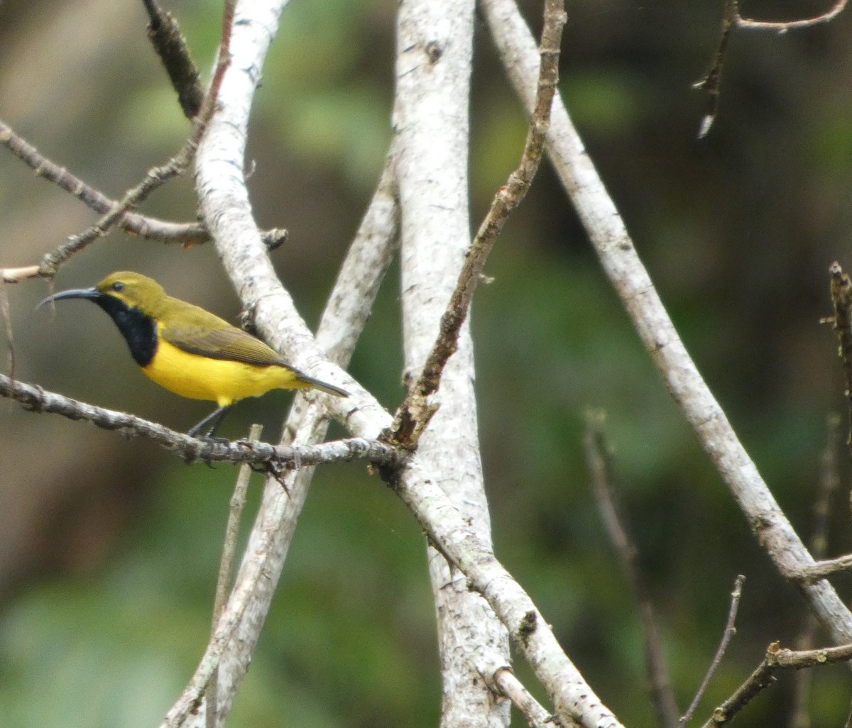 Sahul Sunbird - ML644283038