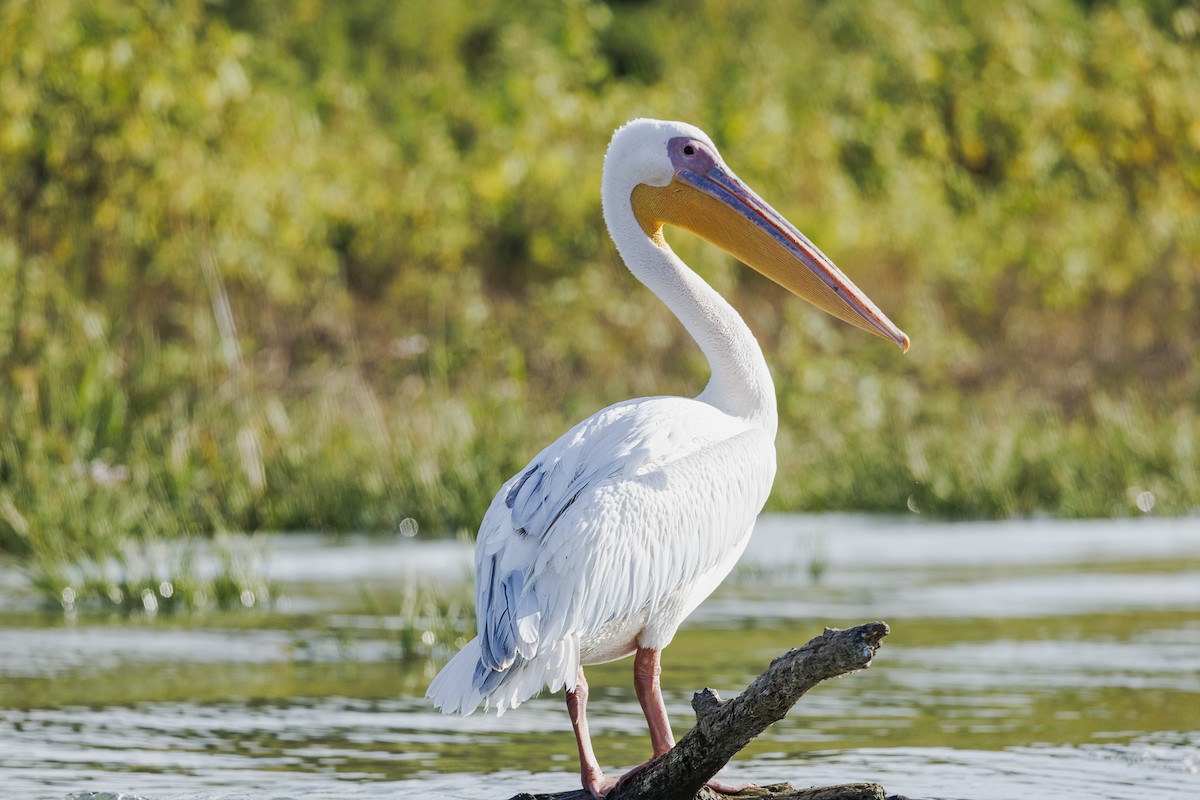 pelikán bílý - ML644283039