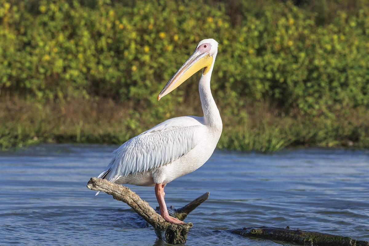 pelikán bílý - ML644283040