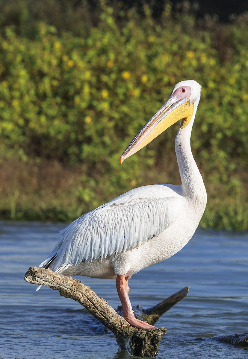 pelikán bílý - ML644283041