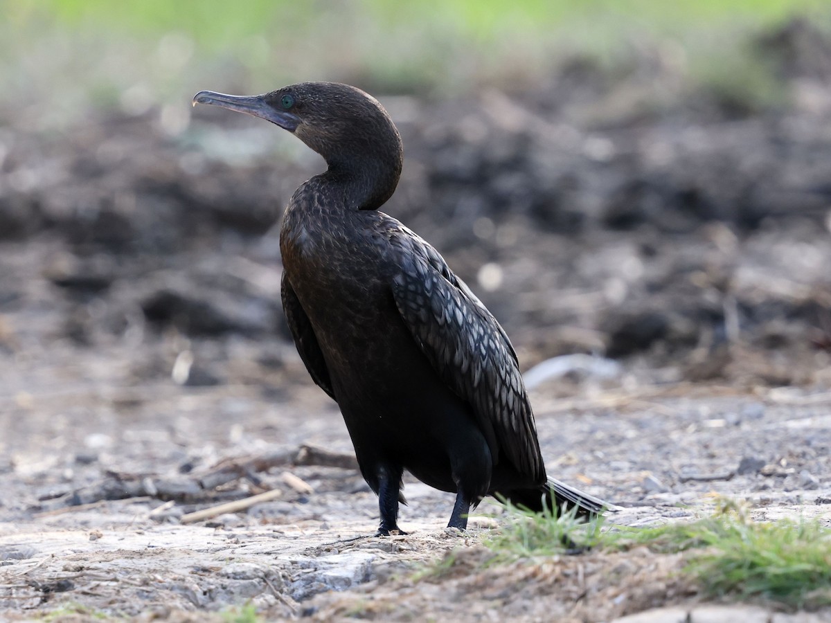 kormorán australský - ML644283046