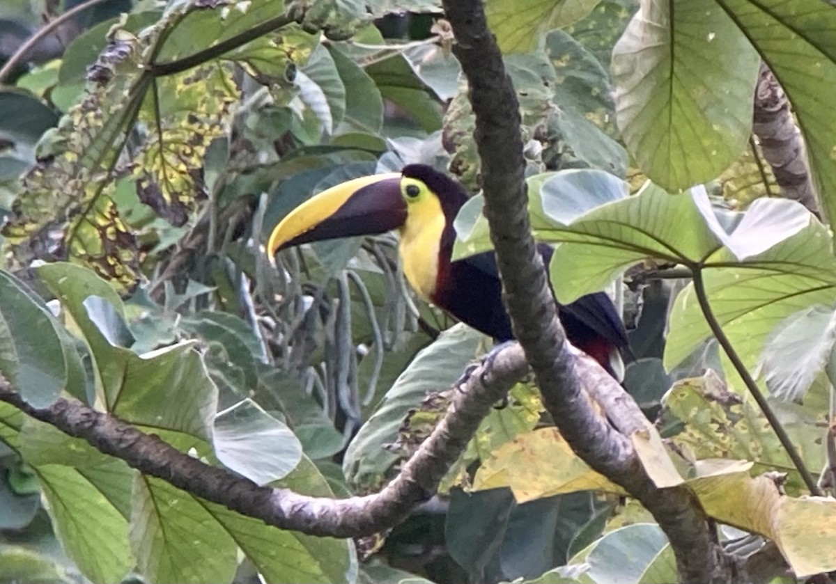 Тукан жовтошиїй - ML644283052