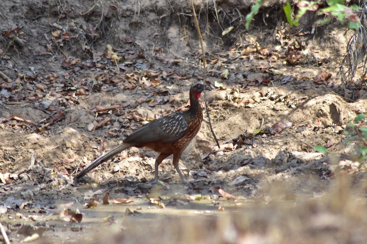 Kızıl Karınlı Guan - ML644283054