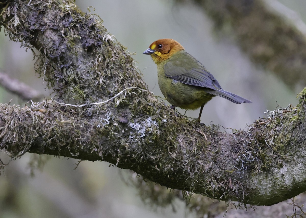 Fulvous-headed Brushfinch - ML644283055