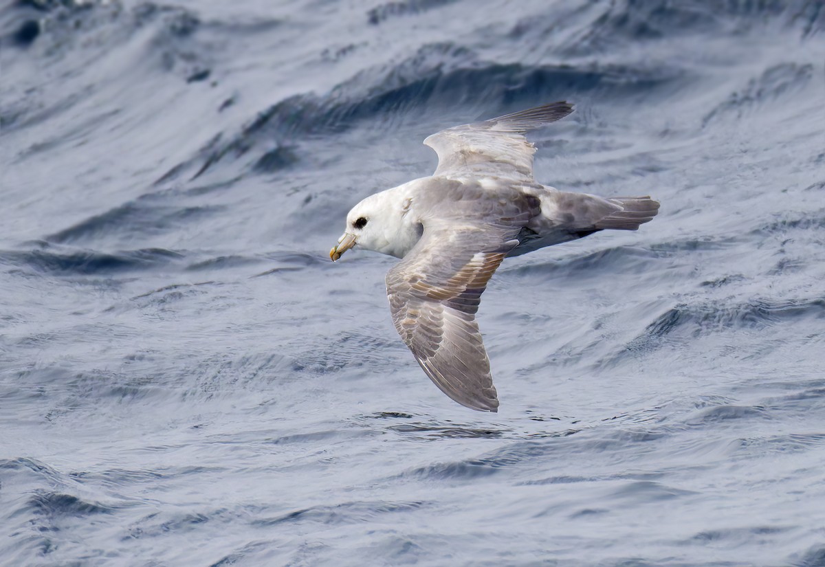 フルマカモメ - ML644283056