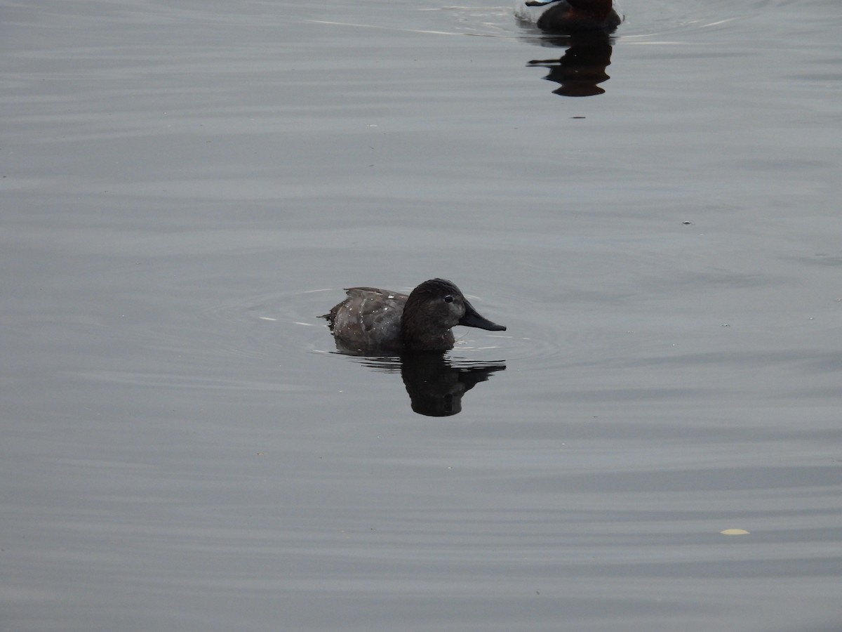 taffeland - ML644283065