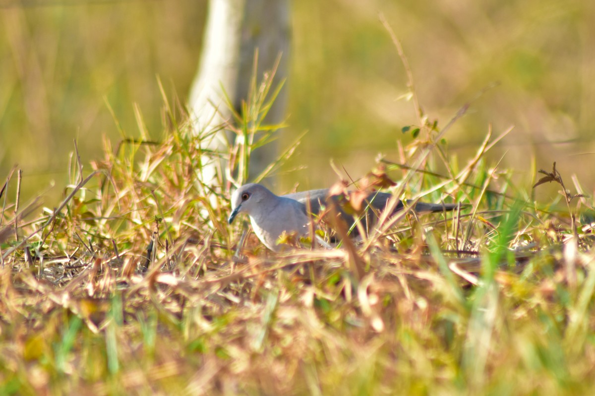 White-tipped Dove - ML644283066