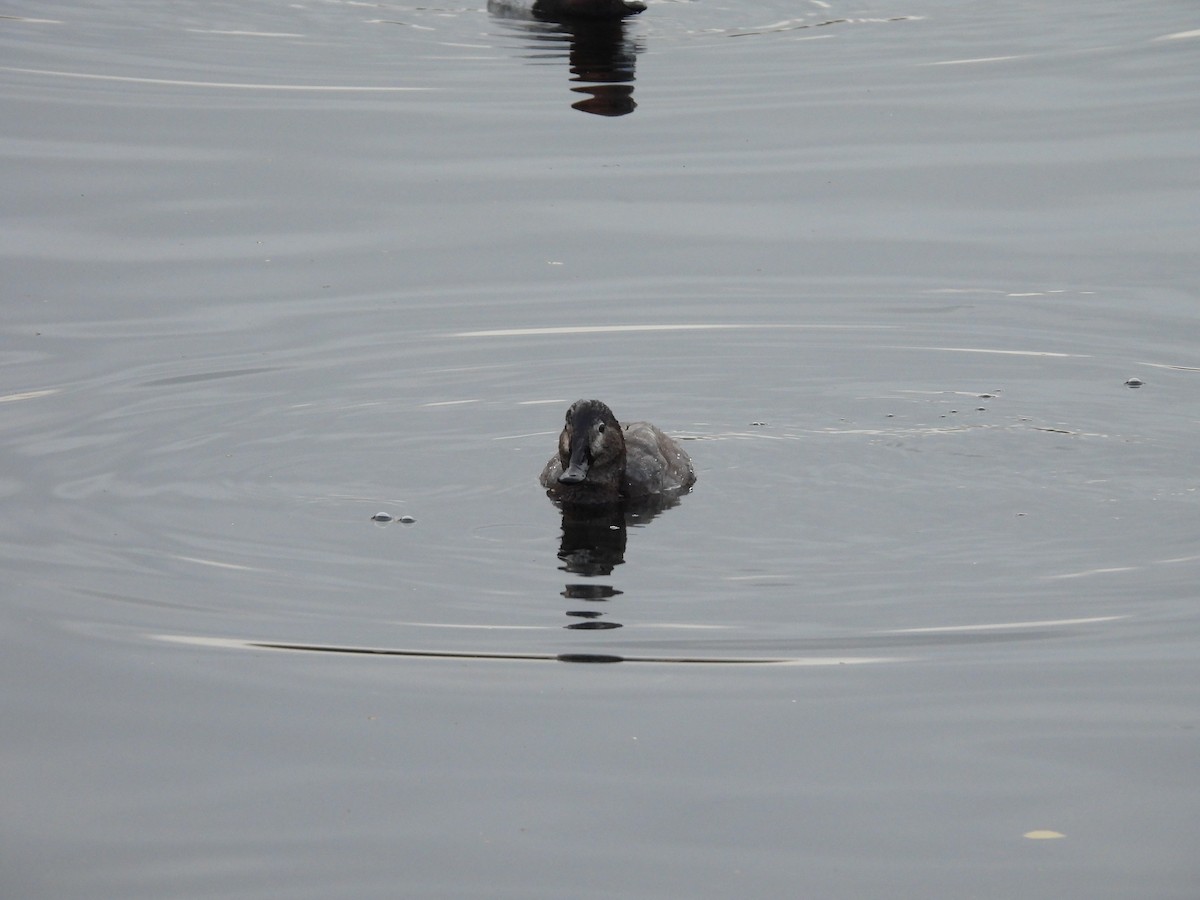 taffeland - ML644283069