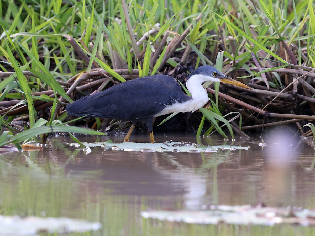volavka černobílá - ML644283070